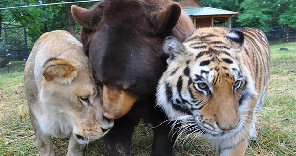 lion bear tiger friends