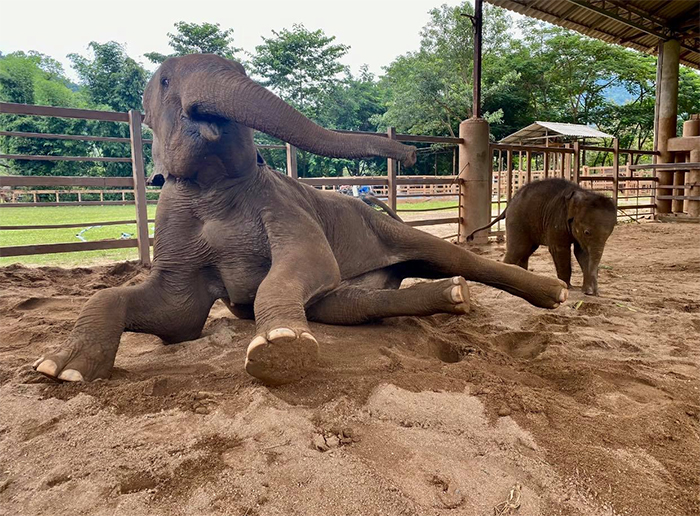 mom bunma and baby elephant chaba playing in sand