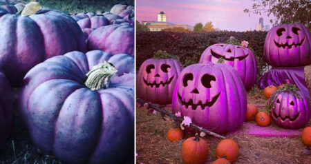 purple pumpkins
