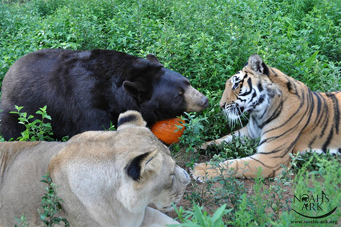 rescued animals unlikely friendship