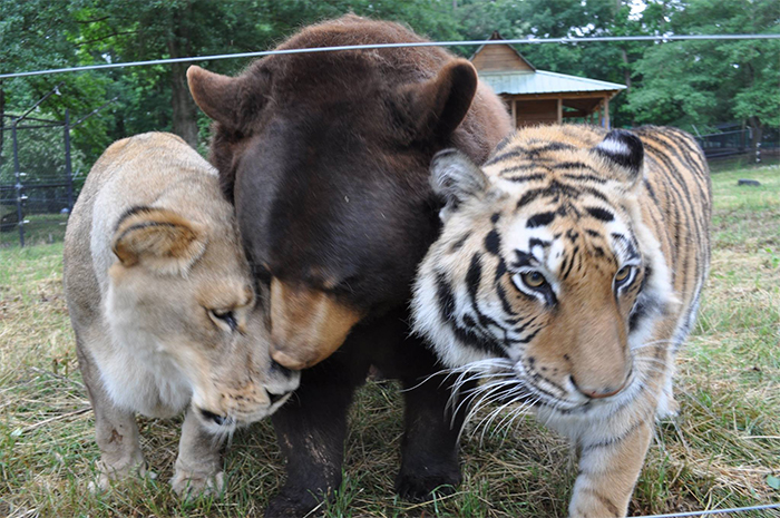 rescued bear lion tiger friends