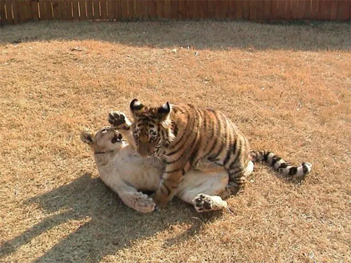 rescued bear lion tiger friendship