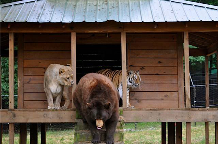 rescued bear lion tiger unlikely friendship