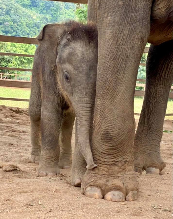 thailand rescued mom and baby elephant