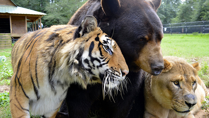 unlikely animal friendship