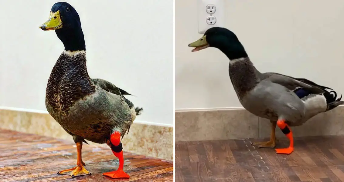 "Waddles" The Duck Gets A New 3DPrinted Prosthetic Leg So He Can Walk