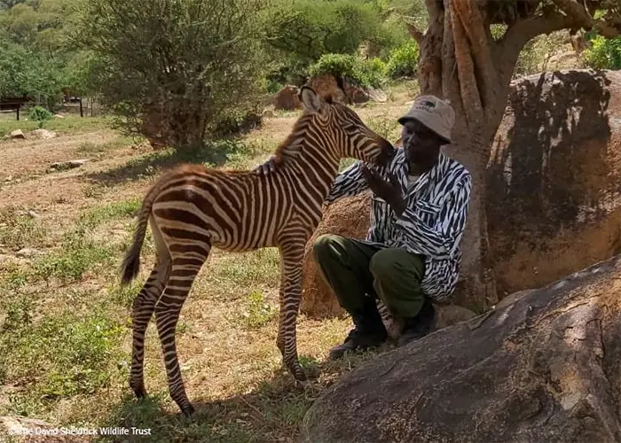 Animal Conservationists At Sheldrick Wildlife Trust Wear Zebra-Patterned  Jackets To Aid In The Care Of Orphaned Baby Zebra