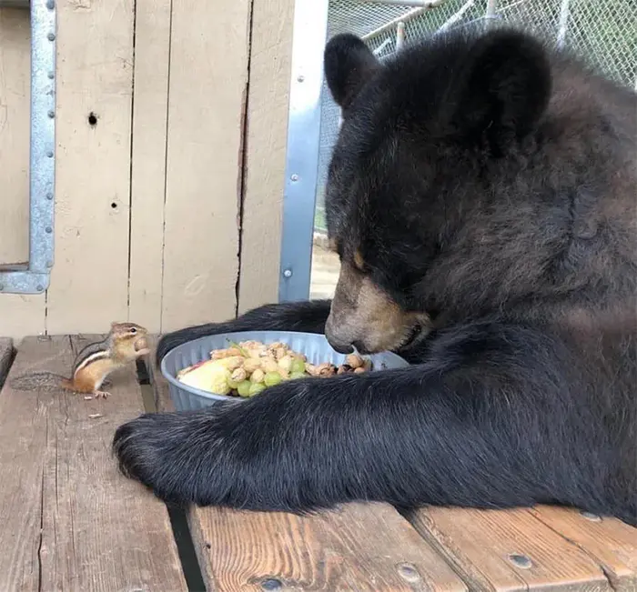 bear and chipmunk sharing breakfast