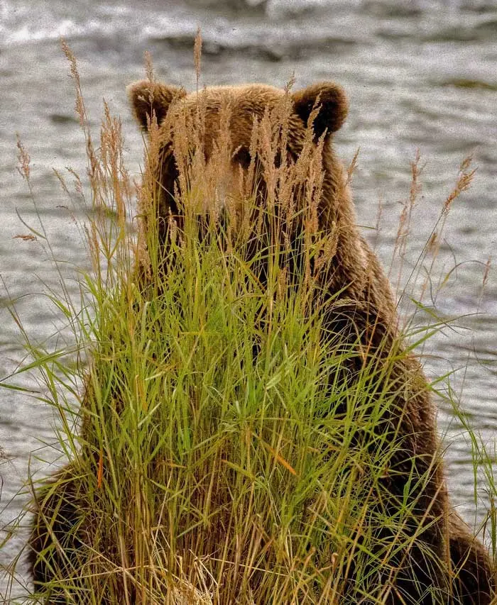 bear hiding in the bushes