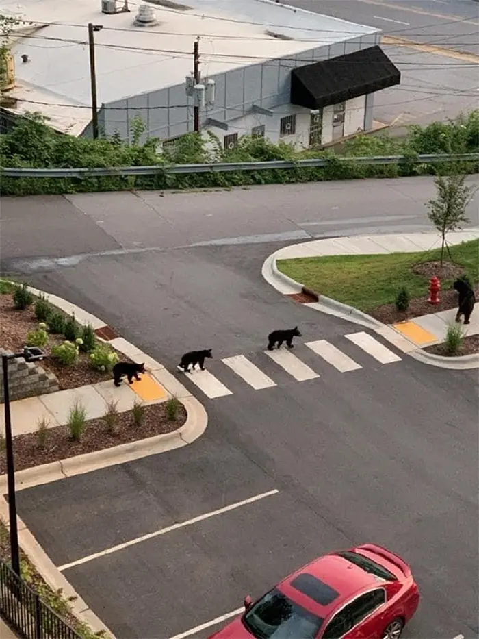bears in the neighborhood crossroads