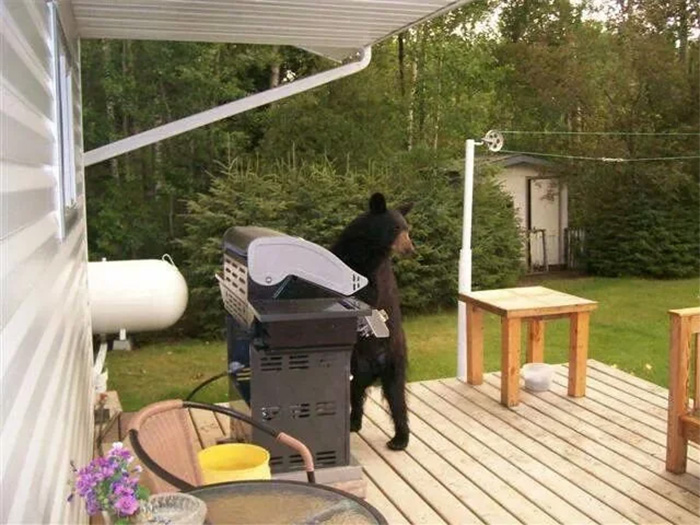 bears in the neighborhood grill