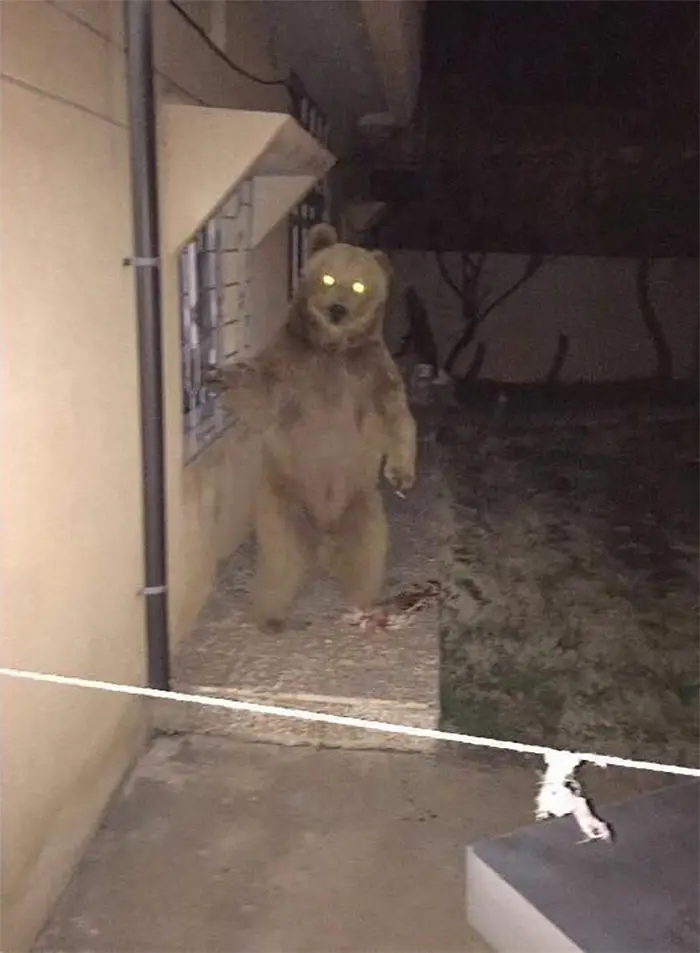 bears in the neighborhood night glowing eyes