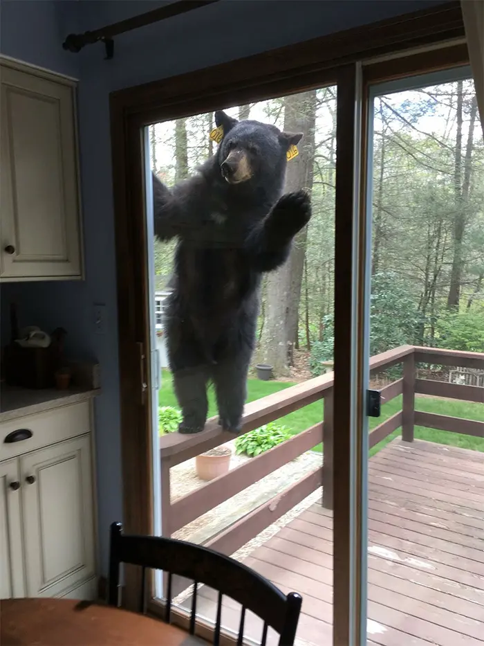 bears in the neighborhood peeking through glass door