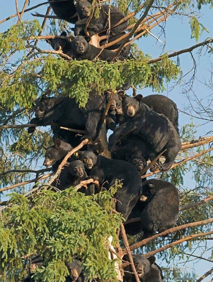 bears in trees