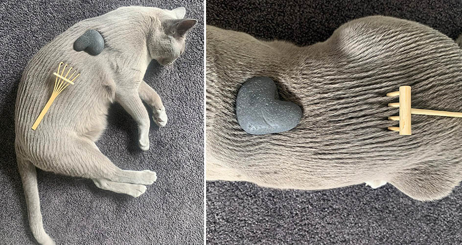 Rescue Cat Goes Viral For His Supermodel Pose