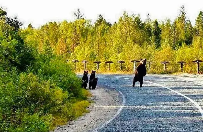 funny bear photos checking traffic