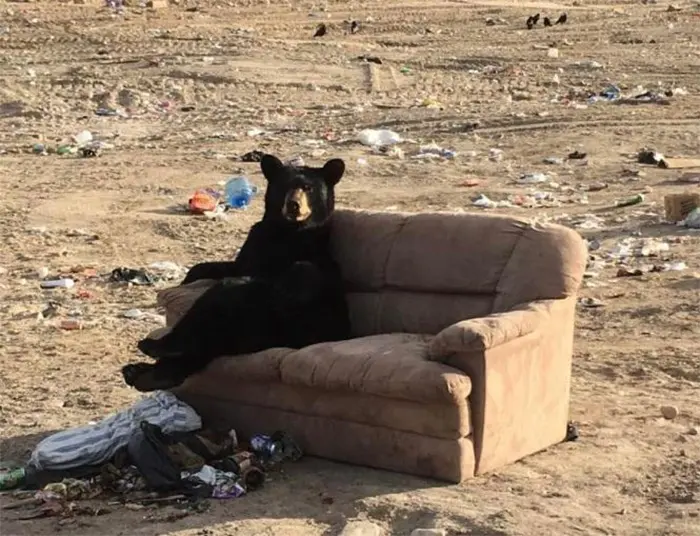 funny bear photos couch