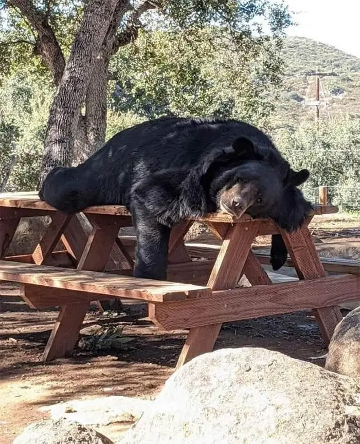 funny bear photos picnic table lounge