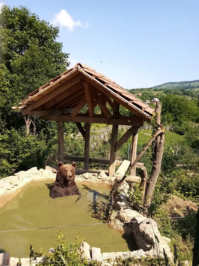 funny bear photos pool sunbathing