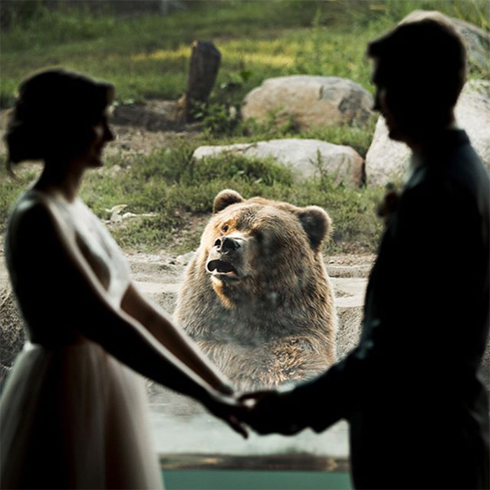 funny bear photos wedding photobomber