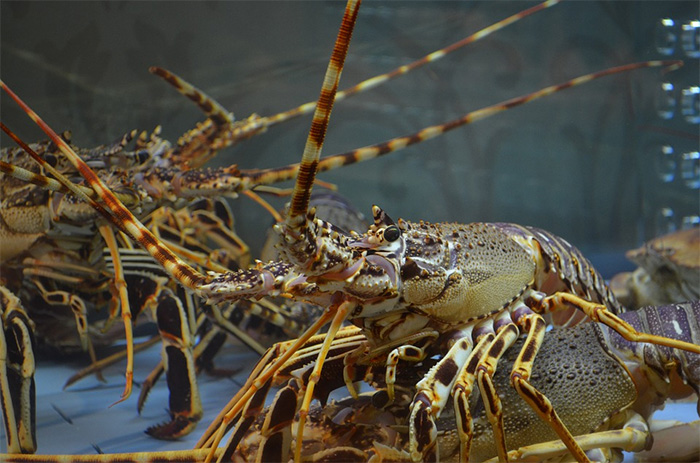 invertebrate sentient beings lobsters