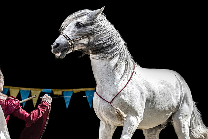 live animals performing horse circus