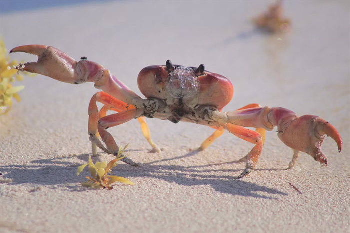 orange crab on sea sand