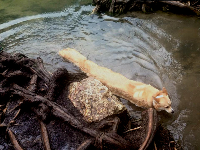 panorama shot corgipillar