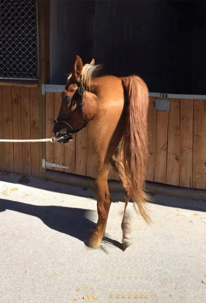 panorama shot distorted horse