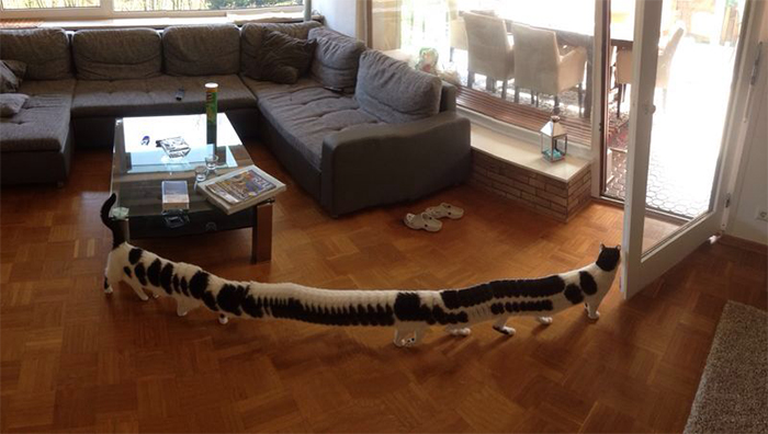 panorama shot fail overstretched cat