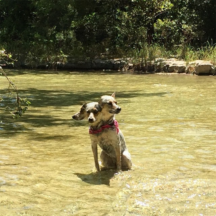 panoramic photo fail cerberus dog