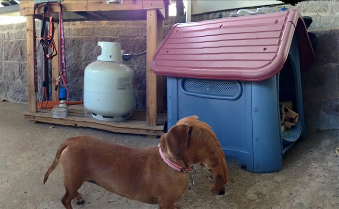 panoramic photo fail dachshund distorted face