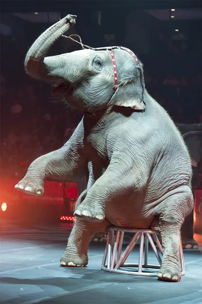 performing elephant circus