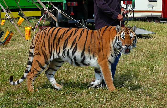 tiger circus animals