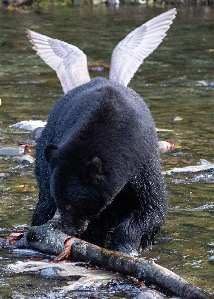 winged black bear catching fish