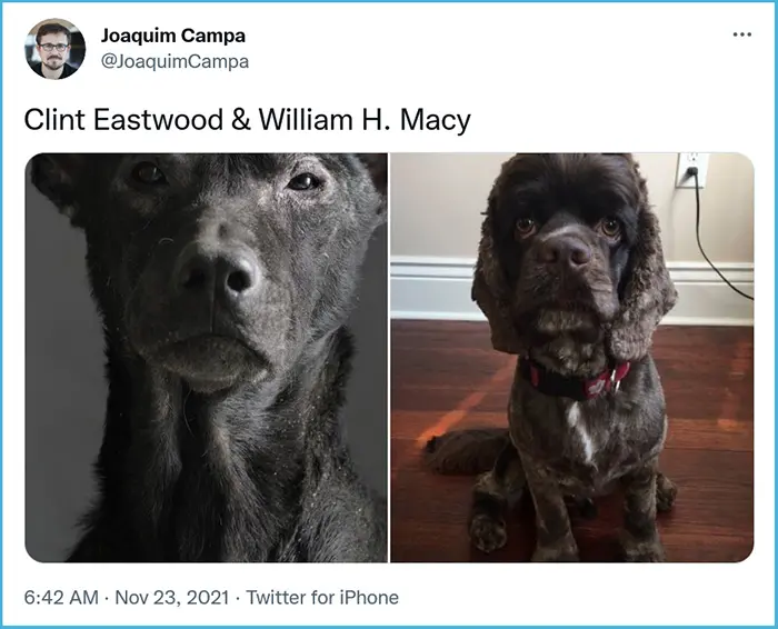 dog celebrity lookalikes clint eastwood william macy