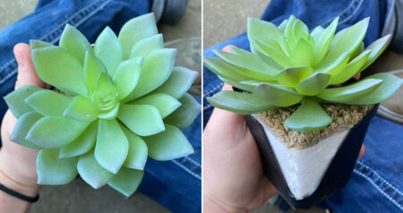 fake succulent