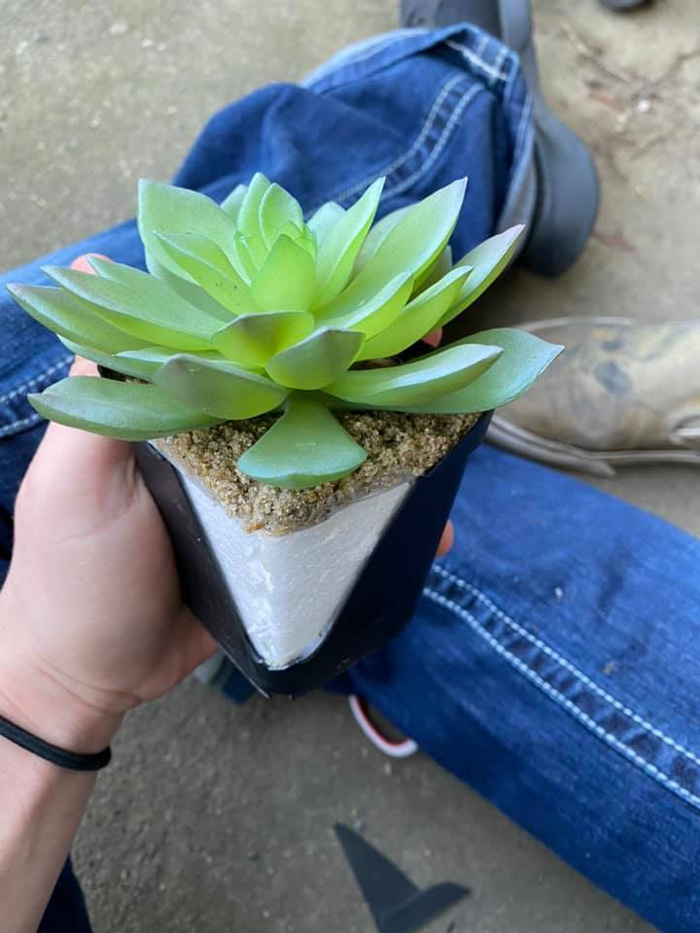 fake succulent looks too real