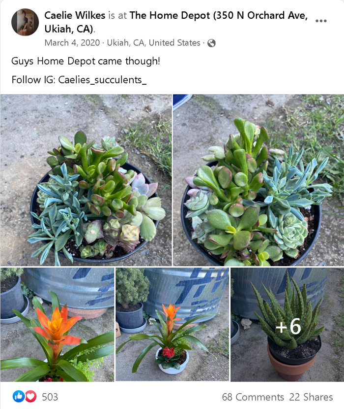 home depot potted plants