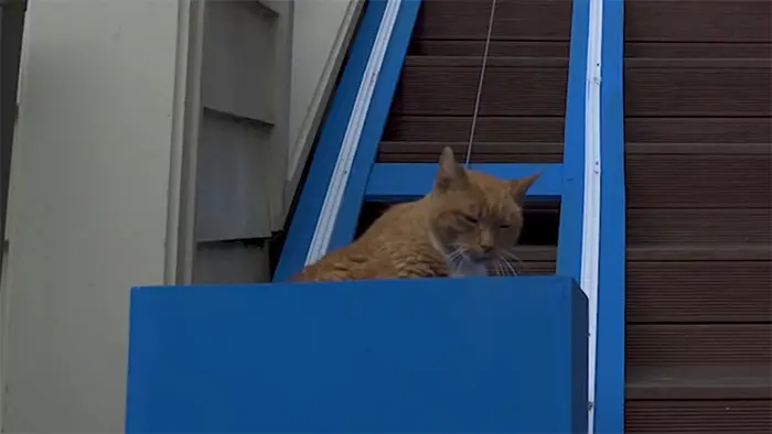 man builds custom cat stair elevator