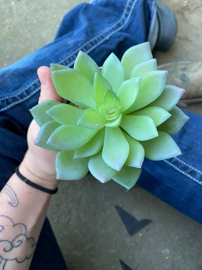 woman fooled by fake succulent