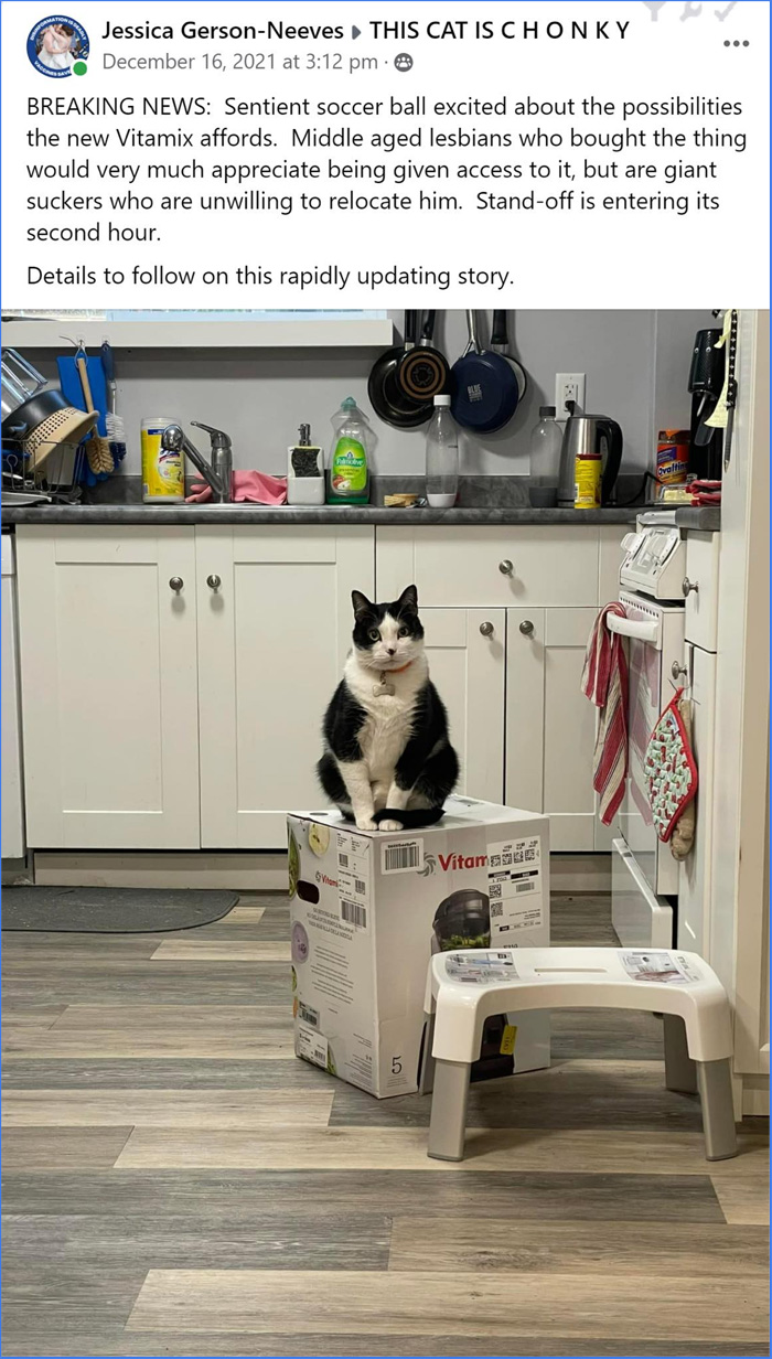 cat claims blender box