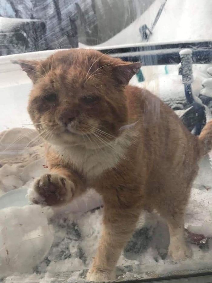 cold stray cat knocks on window for help