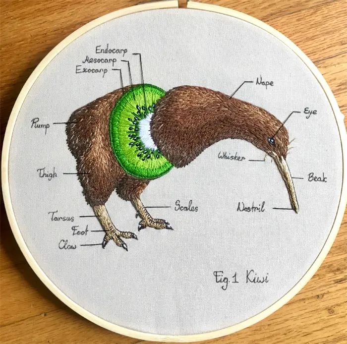 creative needlecraft kiwi anatomy