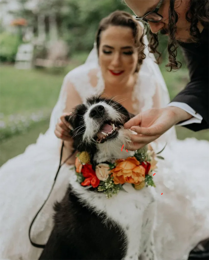 dog at the wedding