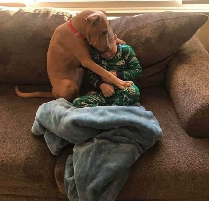 dog comforts sad boy