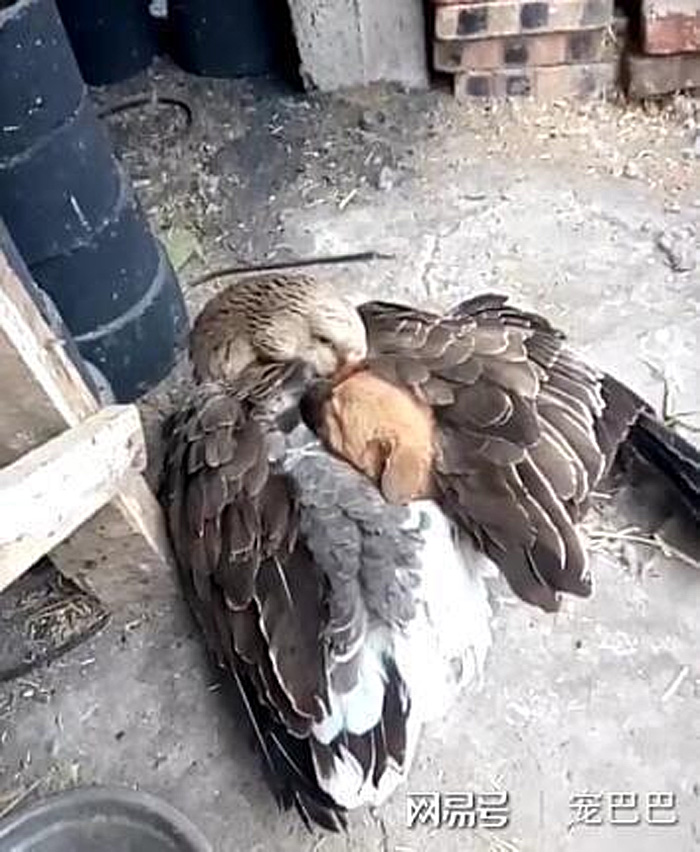 duck keeps puppy warm around its wings