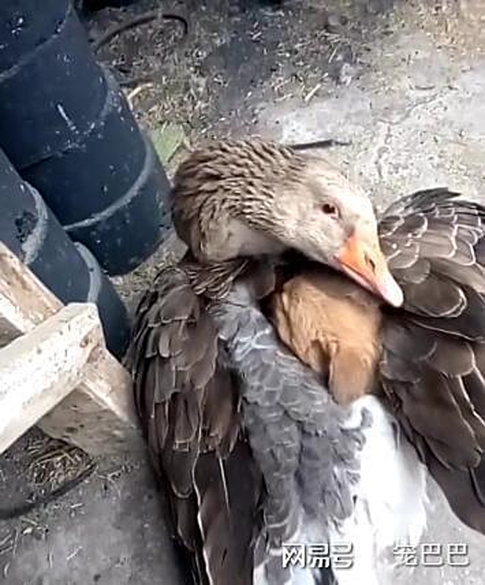 duck wraps its wings aorund cold puppy