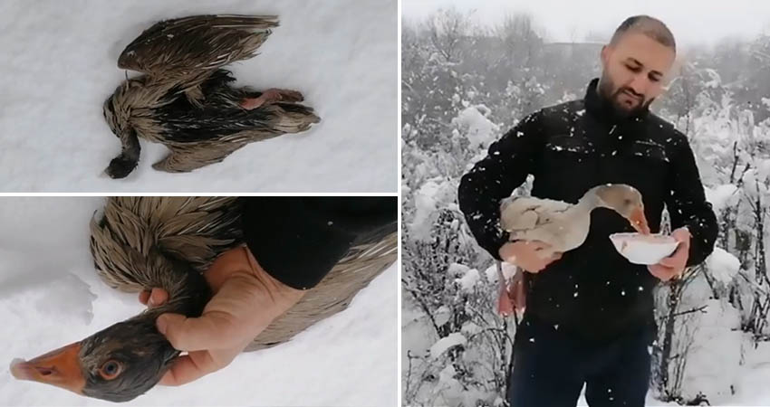 freezing goose rescued