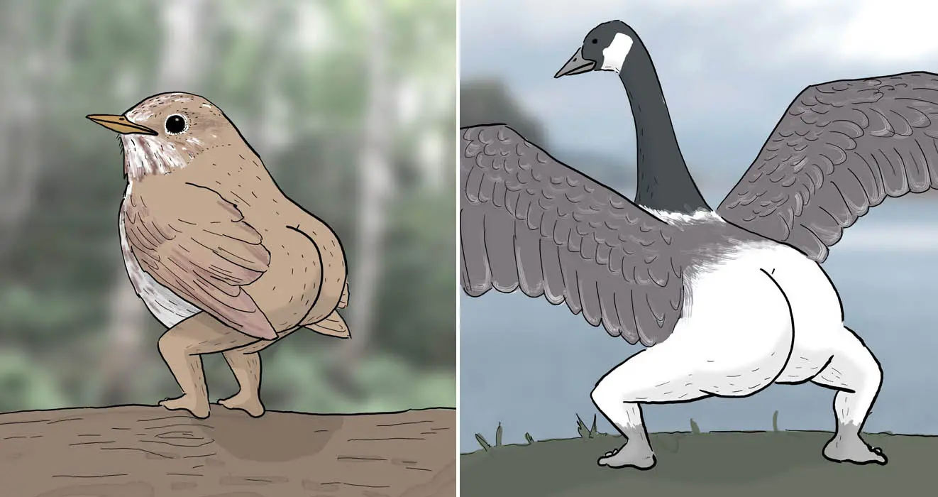 funny bird drawings